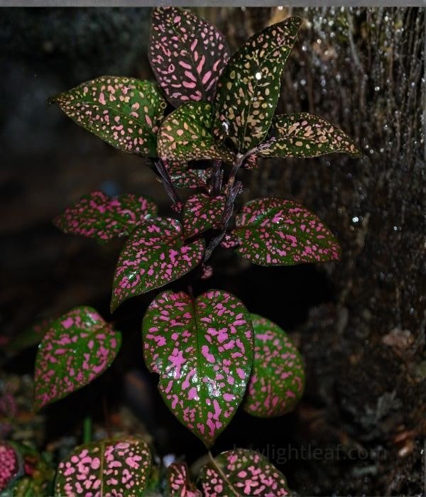Polka dot plant, a pet-friendly indoor plant with dark green leaves covered in bright pink speckles.