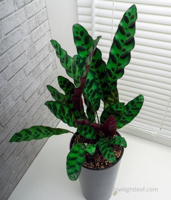 Rattlesnake plant in a pot with green patterned leaves, a popular pet friendly indoor plant safe for cats and dogs.