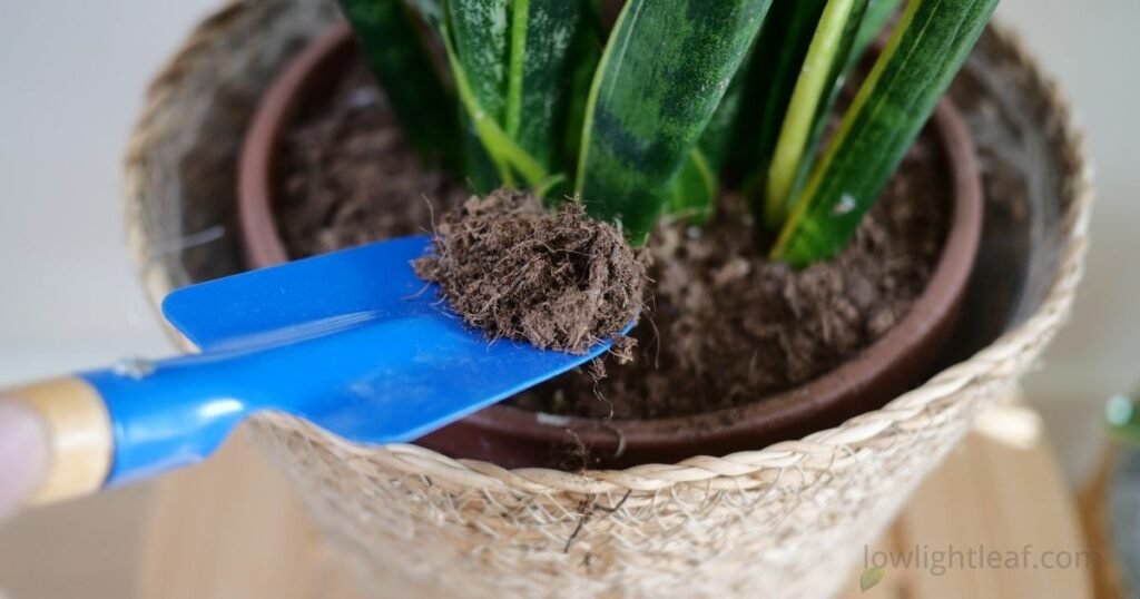 Adding fresh potting soil during repotting snake plant to support healthy roots
