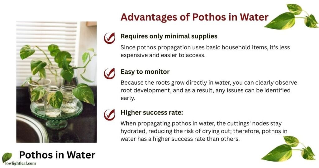 Advantages of pothos propagation in water showing cuttings growing in jars