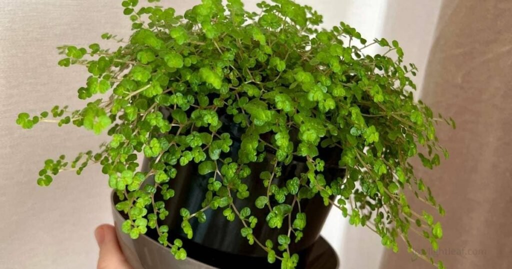 Baby’s Tears plant in a black pot with soft trailing green foliage, a perfect low-light hanging indoor plant and trailing houseplant