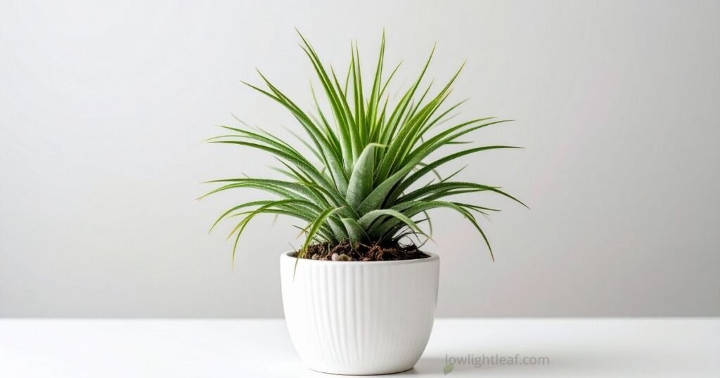 Air Plant Tillandsia in a white pot, one of the best hanging indoor plants for low light and a great low light trailing option for modern houseplanting.