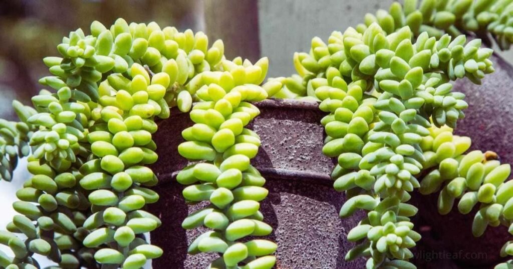 Burro’s Tail succulent trailing from a pot, one of the best hanging indoor plants suitable for low light indoor areas and perfect for houseplanting.