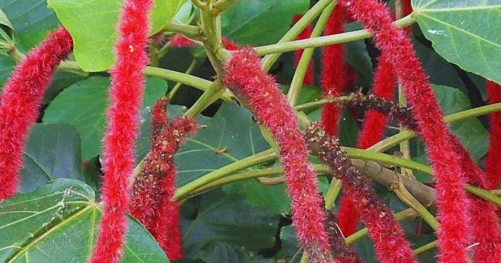 Chenille Plant with long fuzzy red hanging flowers, one of the best hanging indoor plants suitable for houseplanting and low-light indoor decor.