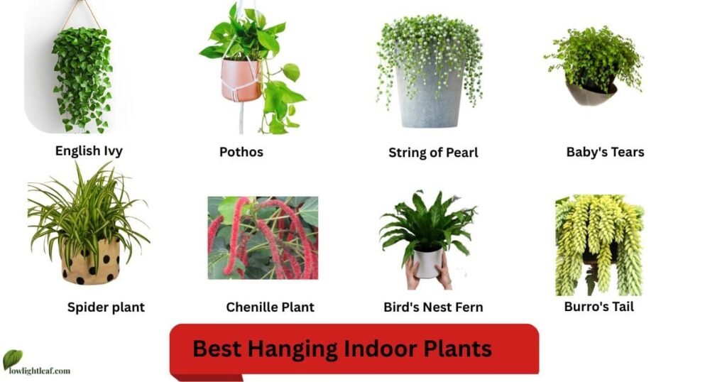 Collage of the best hanging indoor plants including pothos, English ivy, spider plant, string of pearls, bird’s nest fern, baby’s tears, chenille plant, and burro’s tail, ideal low light trailing houseplants for indoor spaces