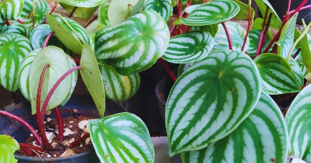 Watermelon Peperomia plant with striped green leaves, one of the best hanging indoor plants for small spaces, ideal as a low light hanging plant and low light trailing plant for indoor houseplanting.
