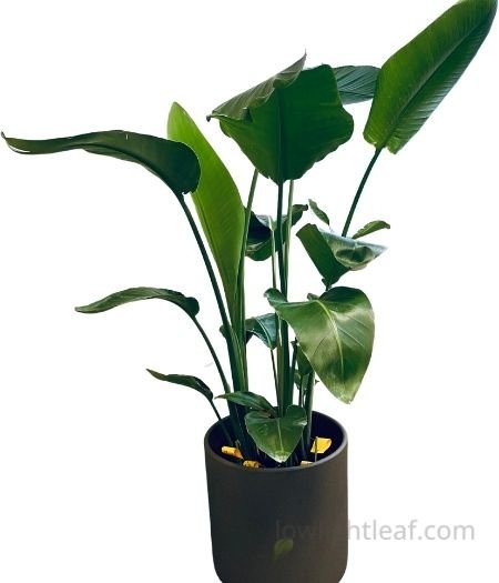 Bird of Paradise (Strelitzia) indoor plant with large green leaves in a black pot, suitable for low light indoor plants collections.