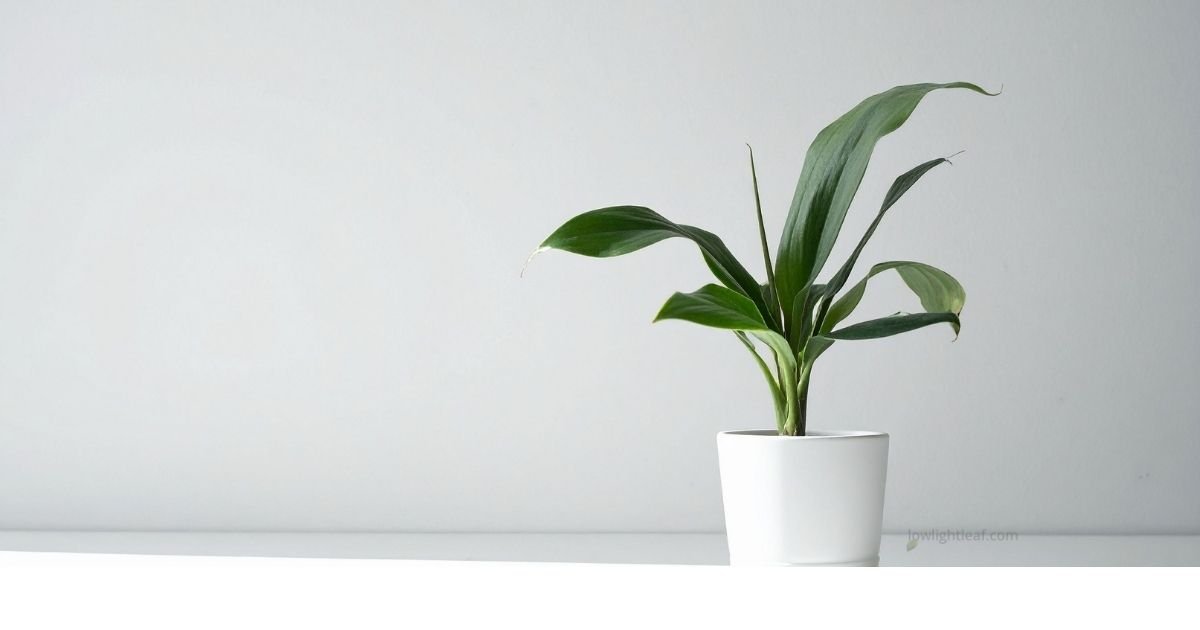 Cast Iron Plant (Aspidistra elatior) placed in a white pot against a minimal light background.