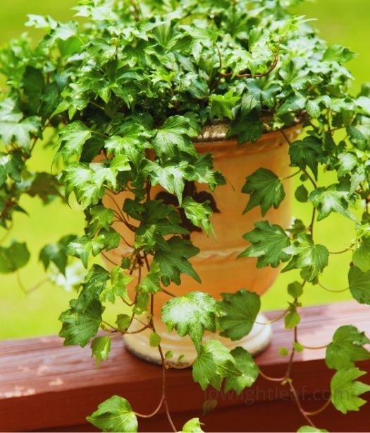 English ivy plant cascading from a pot, a popular low light indoor plant for homes