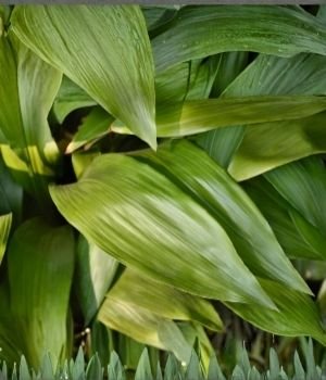 Cast iron plant with broad green leaves, a hardy low light indoor plant ideal for homes with minimal sunlight.