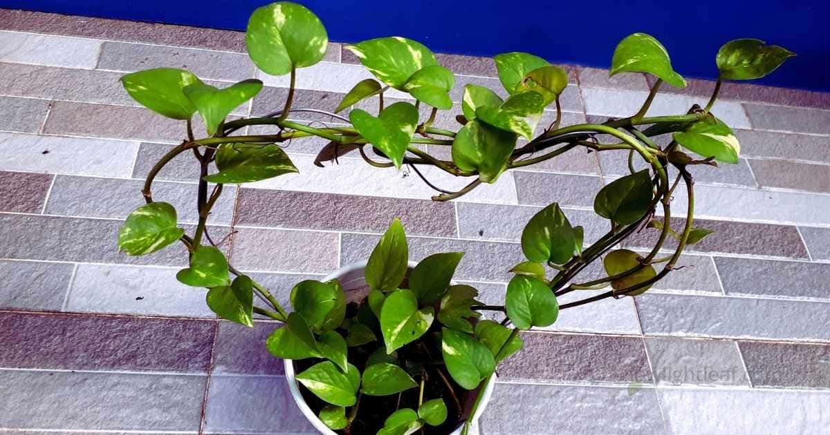 Golden pothos plant with heart-shaped trained vines and healthy variegated leaves showing proper pothos plant care