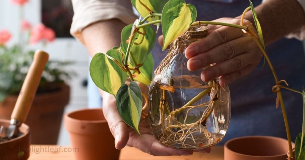 Pothos propagation in water showing rooted stem cuttings in a glass jar