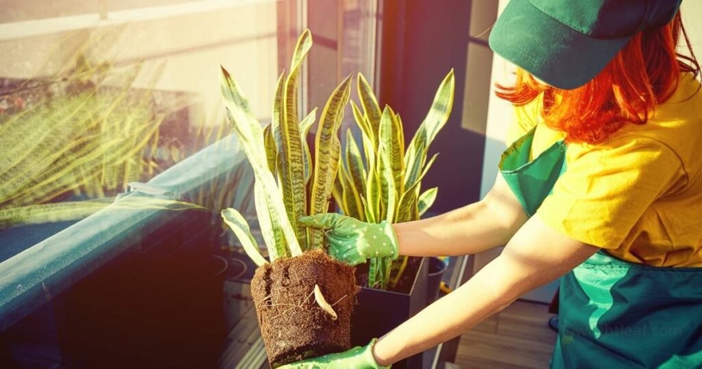 Removing a snake plant from its pot to prepare for repotting and root inspection
