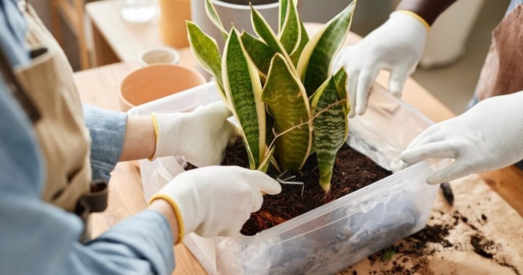 Repotting a snake plant into fresh soil using proper technique for healthy root growth