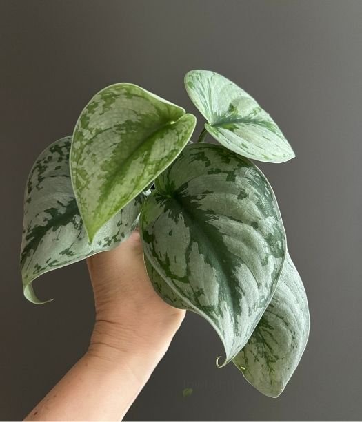 Silver Pothos, also called Scindapsus pictus or Satin Pothos, with large silver-variegated leaves held in hand, suitable for indoor greenery.