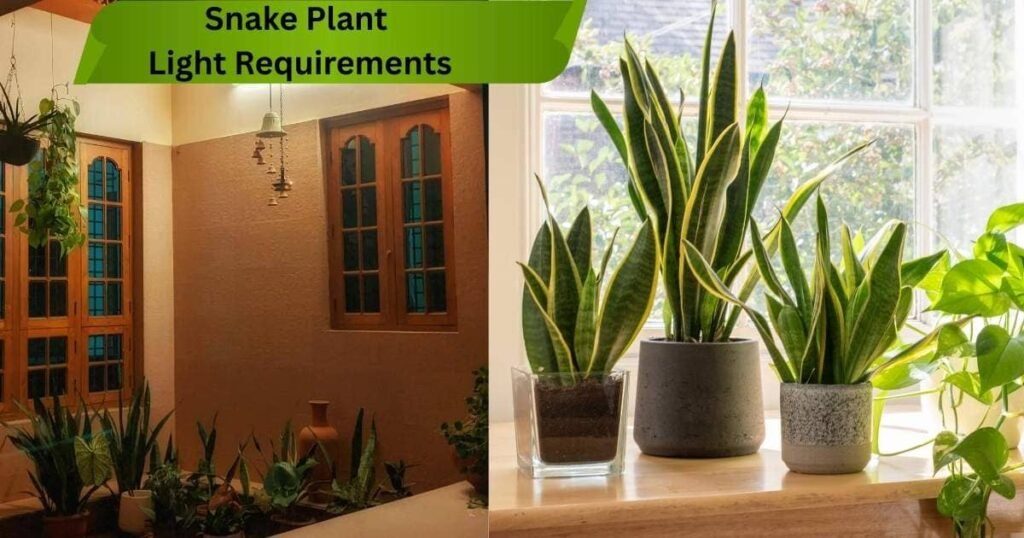 Snake plant placed in low light and bright indirect light near windows indoors