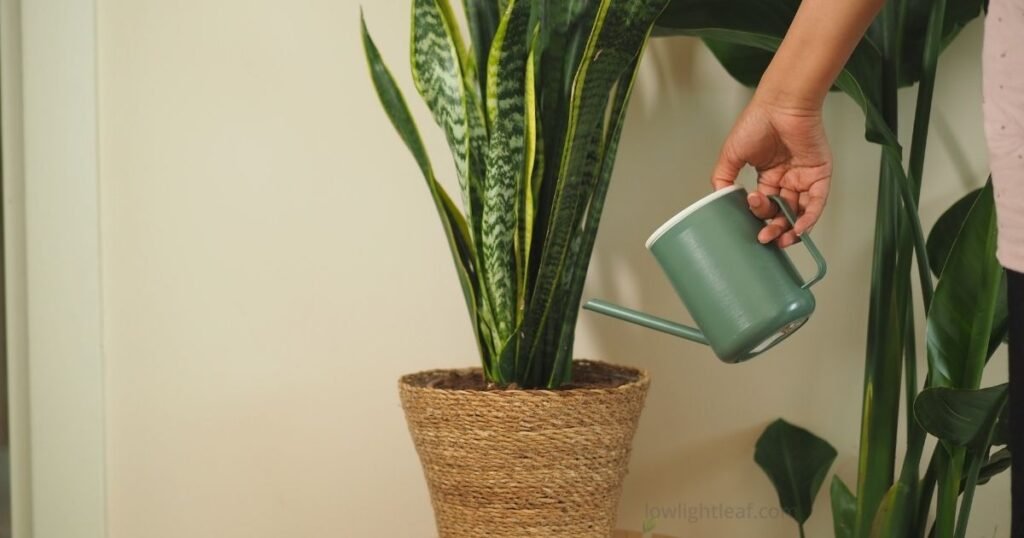 Person watering a healthy snake plant in a pot to demonstrate proper indoor watering technique