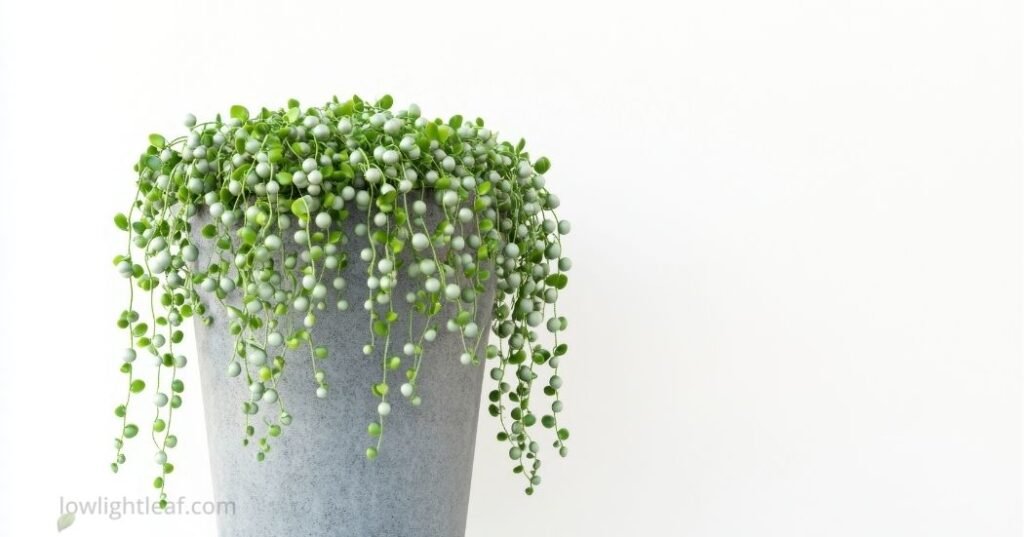 String of Pearls plant in a tall gray pot with long trailing bead-like vines, ideal for low-light hanging indoor plant decor and trailing houseplants