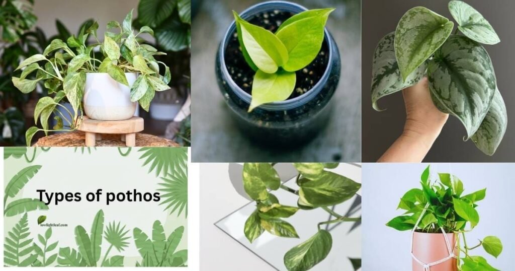 Collage showing different types of pothos plants including variegated, neon, golden, and satin pothos varieties