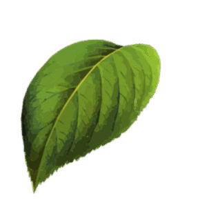 Low Light Leaf