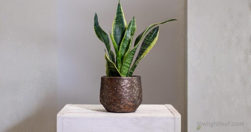 Healthy snake plant with upright green leaves showing proper light and watering conditions