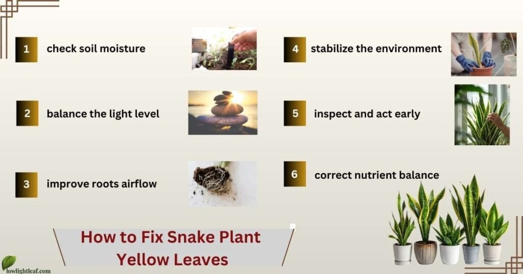 Step by step guide showing how to fix snake plant yellow leaves by adjusting water, light, soil, and nutrients