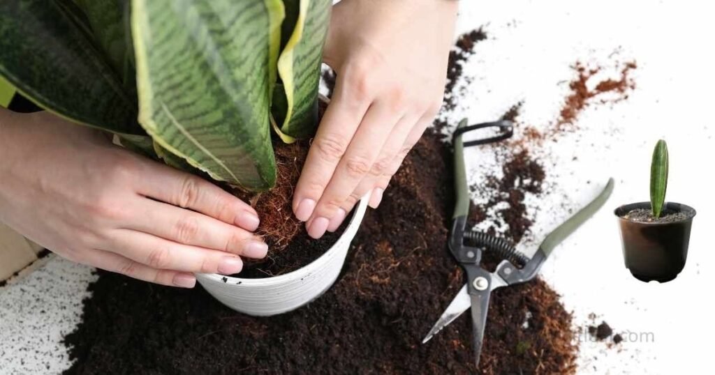 replanting snake plant division into a new pot
