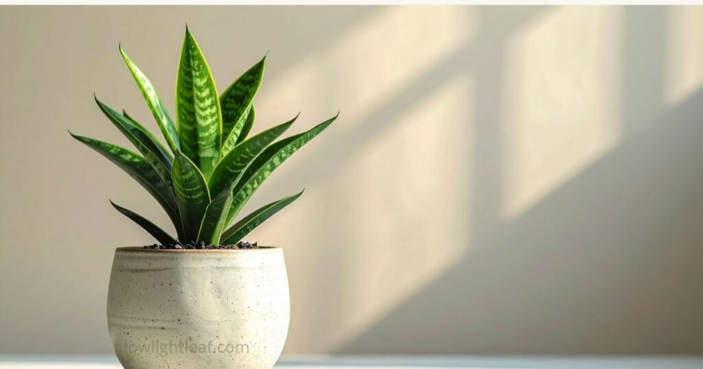 Healthy snake plant with firm green leaves showing new growth after improving light and watering