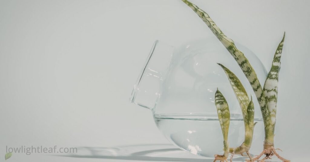 Snake plant leaf cuttings developing roots in water