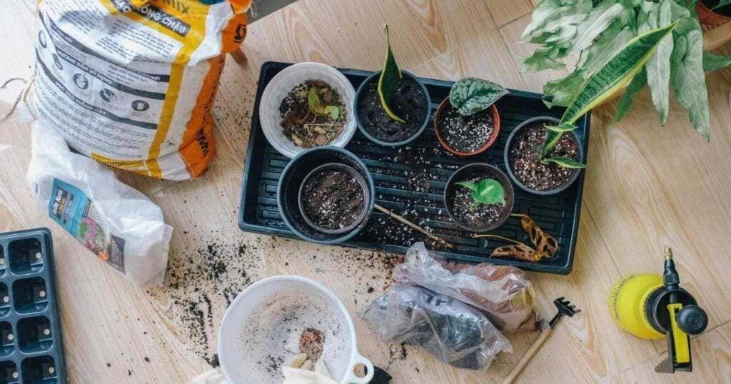Cuttings in pots with soil during snake plant propagation aftercare