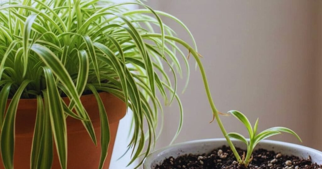 Young plantlet growing from a long runner attached to the parent plant in a pot