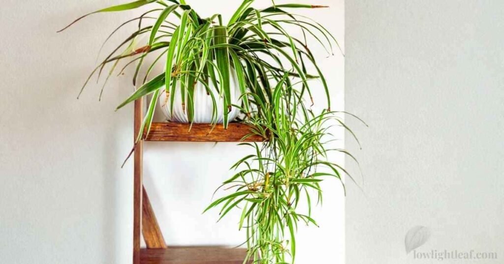Messy spider plant growth with long runners hanging from a shelf indoors
