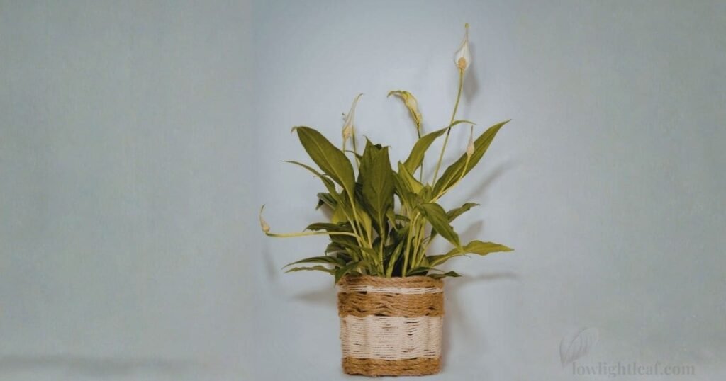 Peace lily showing natural yellowing of older leaves while still producing flowers