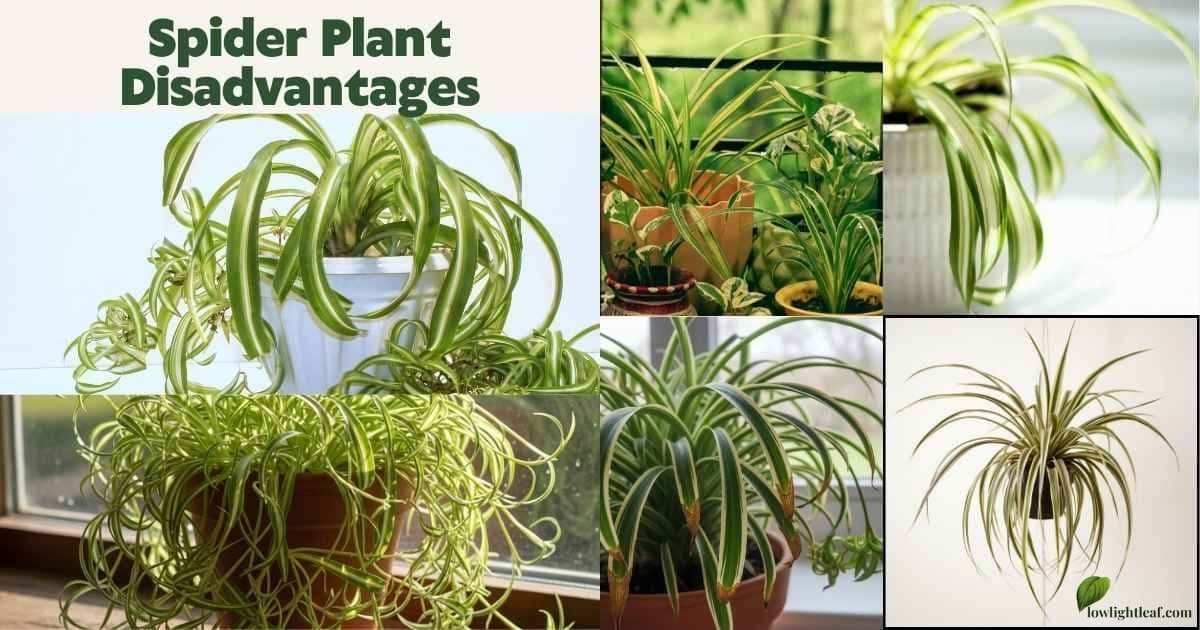 Spider plant disadvantages showing messy growth, long runners, and indoor care problems