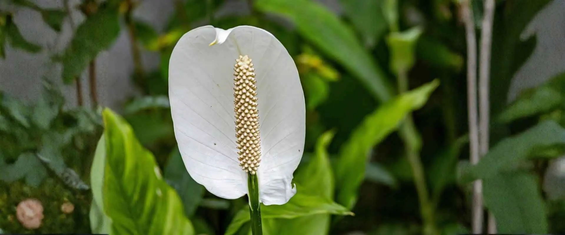 Healthy indoor peace lily plant with white bloom and glossy green leaves