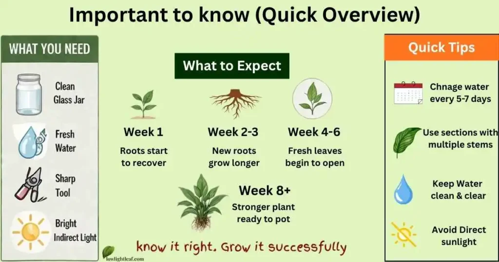 peace lily propagation timeline infographic showing root growth stages care tips and division method steps