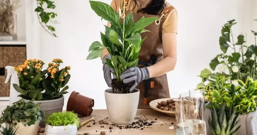 repotting a peace lily plant indoors by placing roots into a new pot with fresh soil
