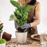repotting a peace lily plant indoors by placing roots into a new pot with fresh soil