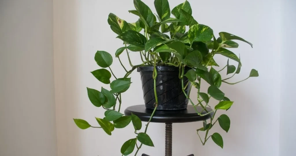 Benefits of pothos plant showing healthy golden pothos indoor plant with trailing vines