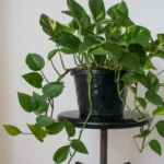 Benefits of pothos plant showing healthy golden pothos indoor plant with trailing vines
