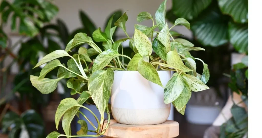 Golden pothos plant in white pot used for indoor home décor