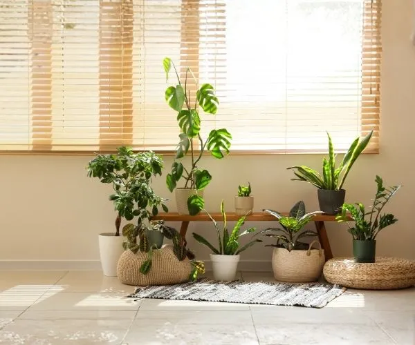 Indoor plants arranged in a cozy low light home with natural sunlight and modern decor