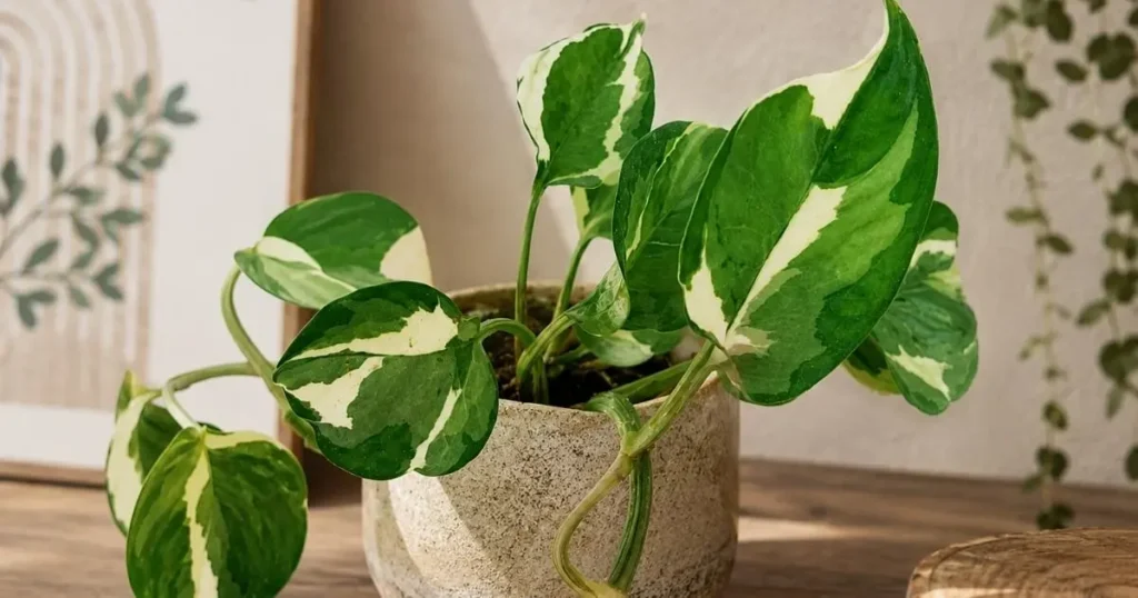 NJoy Pothos with green and white variegated leaves in a pot
