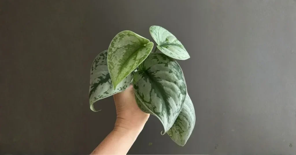 Silver Satin Pothos variety with silvery green heart-shaped leaves