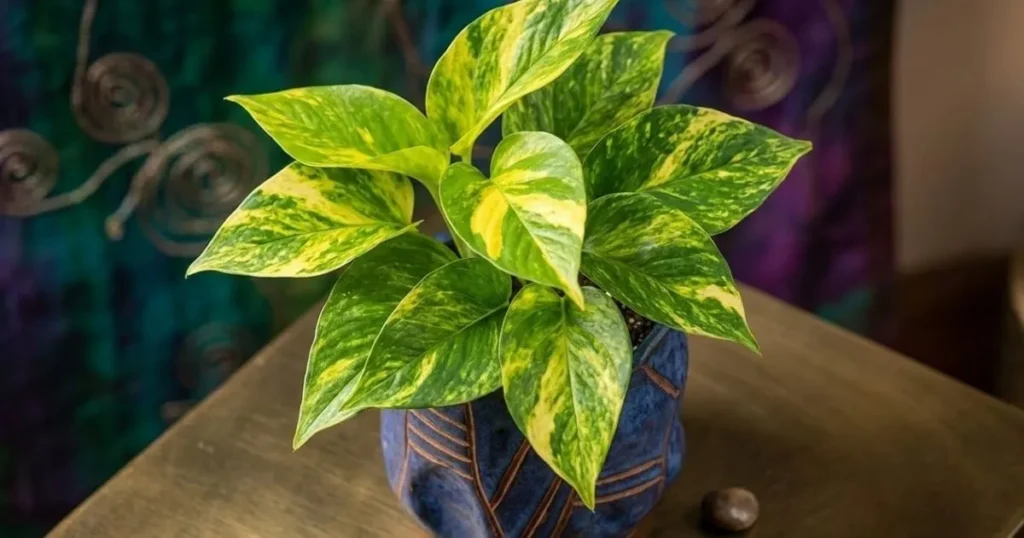 Variegated Neon Pothos variety with bright green marbled leaves indoors