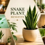 Snake plant benefits infographic showing air purification, bedroom support, focus, indoor wellness, propagation, and home decor advantages