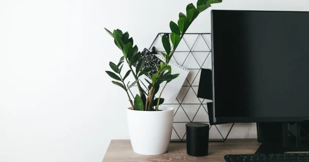 ZZ plant placed on an office desk beside a computer monitor in a modern workspace