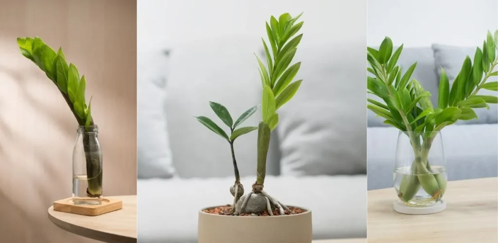 ZZ plant propagation methods showing water propagation, rhizome division, and stem cuttings