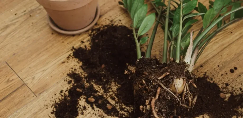 ZZ plant root ball with exposed rhizomes before division and repotting
