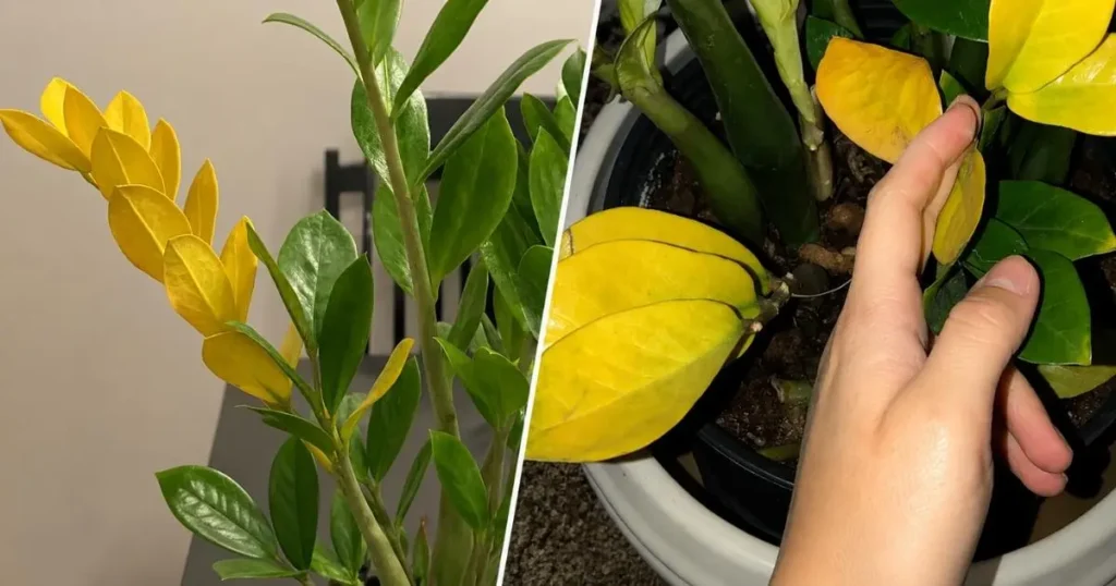 ZZ plant with yellow leaves on one stem and yellow bottom leaves in the pot